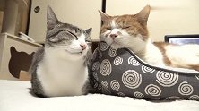好有爱的狸花猫，守在睡觉的老橘猫身边，场面十分暖心