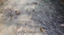 鱼塘10万斤鱼苗突然失踪，将水抽干之后，小伙却急忙报了警