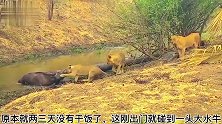 水牛被困泥潭中，三只狮子趁机将其捕获