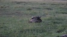 鬣狗单杀角马！角马还没断气就惨遭活吃