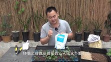 移栽蟹爪兰前，给它提前喷洒磷酸二氢钾，让它成活有保障