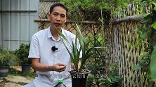 秋季养兰花，谨记这种“菌水”，兰花喝了，新芽呼呼冒