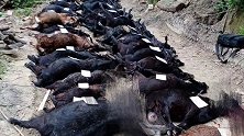 刀刀致命！广西一脱贫养殖户54只山羊一夜之间遭割喉