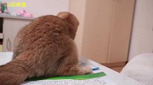 闯了祸的小猫面对生气的主人，开始卖萌撒娇，小奶音萌死了