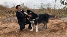 集市5000块出售大型阿拉斯加犬，长相憨萌，站起来比人高