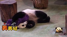 熊猫圆仔抱着毛巾自娱自乐，圆滚滚的身材，萌到让人词穷