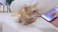 用猫语翻译器和猫聊天，猫咪竟然听懂了，还和主人表白
