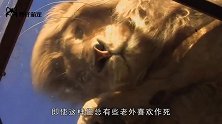 女子挑逗狮子，不料狮子直接抱住女子的头，发生意外的一幕