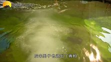 男子在水塘发现“水怪”，将水抽干后，意外成为全村首富