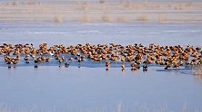 人间仙境！亚洲最大沙漠水库变身天鹅湖 6千只候鸟在此越冬