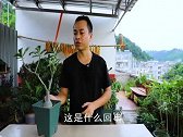 沙漠玫瑰几年不开花？满足2个“硬性”条件，才有开花能力