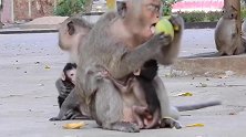 猴妈太自私，吃口芒果就有这么难吗？小猴子馋哭了！