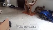 猫中长腿担当，一身斑点像猎豹，却长了一对萌萌的兔耳朵