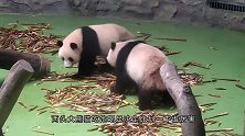 熊猫正准备吃，下一秒团子的反应够我笑一年，镜头记录爆笑瞬间！