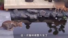 猛地拍一下猫屁股，猫咪直接弹飞，网友：我不想笑的可忍不住啊