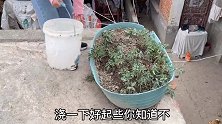 奶奶家番茄太稠，小琳起几棵回家栽，一句话把婆婆逗乐呵了