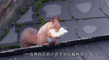 游客拿香蕉引诱松鼠，接下来发生搞笑一幕，真是太可爱了！