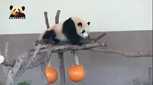 熊猫宝宝彩浜在栖架上来回挪动，将懒萌路线贯彻到底，好可爱