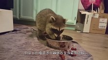 主人养只小浣熊，回家后发现它在洗东西，走近一看主人差点被逼疯