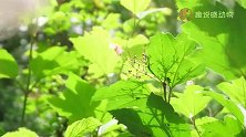 这糕点是天然泻药，每周吃2次，坚持1月，减肥瘦身气色好