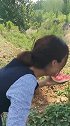 西瓜大家都吃过，像小姐姐这么吃西瓜的，你可是少见