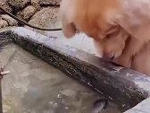 狗子：金毛把主人的鱼给叼走放生了