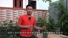 听说这样给朱顶红剪一刀，能让种球快速膨大，原理是什么