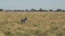 独自离群的斑马，遭到狮群伏击，后悔也晚了
