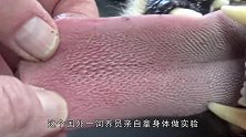 猎豹的舌头有多锋利轻轻舔一口饲养员，结果令人意想不到！