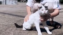 真是一只傻猫，一脚踩空掉水里去了，都不看路的吗