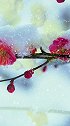 梅花心意雪亦知，滑落九天为情痴，思雪梅落三千瓣，融尽自生伴梅枝。雪中梅花 见者吉祥