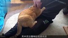 猫咪让自己活成“人样”每天坐着吃饭，还能自己看电视