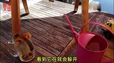 在花栗鼠吃东西的时候捣乱不让它吃东西 你们猜花栗鼠会不会咬我