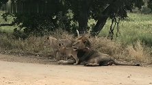 狮王兄弟守护狮群，雄狮不断根据气味来判断对手的强弱