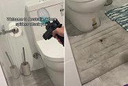 澳大利亚：居民家中出现巨大猎人蜘蛛，男子用玩具手枪射击