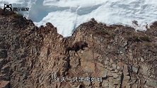 岩羊冒着生命危险，爬上几乎垂直的大坝，仅为一口吃的！