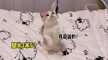 这也太凶猛了...再也不敢看第二遍了！矮脚猫 猫猫拳 小短腿的快乐 小奶猫