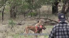 袋鼠被2条猎犬夹击，不料袋鼠突然发怒，镜头记录猎犬悲惨一幕