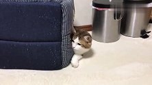 贪玩的大脸猫，碰到主人的脚后立马又躲起来，这就是“躲猫猫”吗