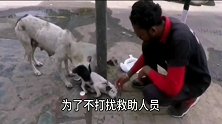狗妈妈哀求路人救自已的孩子，小狗痛苦地哀嚎，狗妈妈急得都哭了