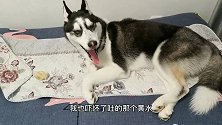 狗狗上吐下泻萎靡不振，当主人见它的排泄物时，再也不想养二哈了