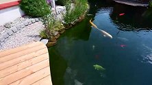 庭院内的大水池，一大群宝贝锦鲤正在嬉戏，结果让人越看越养眼
