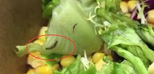 广东女子点外卖吃出活虫？现场视频曝光 外卖店：已退款