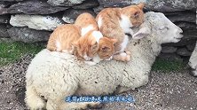 天然羊毛毯遇上肉垫按摩仪，猫咪和小羊这组合真是完美，画面温馨