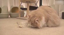 好呆萌的猫咪啊，这小眼神，笑得我鼻涕泡都炸了！