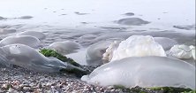 克里米亚半岛大量水母搁浅 研究员：或因环境变化导致