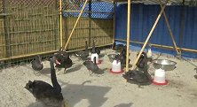 江苏扬州：瘦西湖黑天鹅忍饥挨冻？真相来了