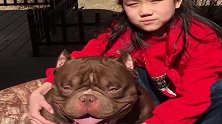 恶霸犬果然很喜欢小孩子，被闺女摆拍，却一点没有不耐烦