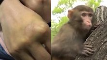 江苏一景区屡有游客被猴咬 负责人:猕猴珍贵只能被动防御
