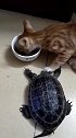 猫：你别动，等我吃完再说！